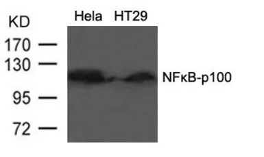 NFkB p100 antibody