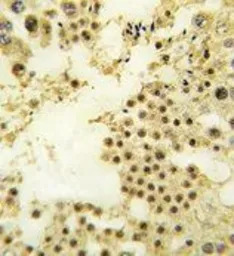 ZFP219 antibody, N-term