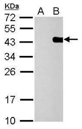 PITX2 antibody