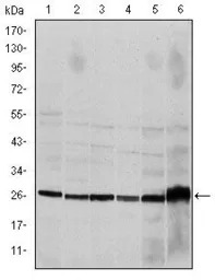 Caspase 8 antibody [1H11]