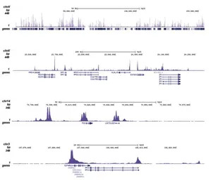 Histone H3R17me2K18ac (Asymmet