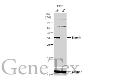 Emerin antibody