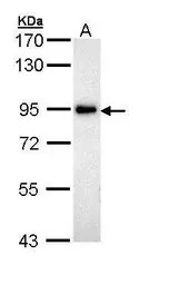 ZAK antibody [N1N2], N-term