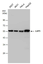 LAP3 antibody
