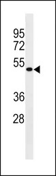 MCIDAS antibody