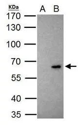 KLF10 antibody
