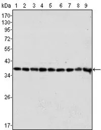 GAPDH antibody [1A10]