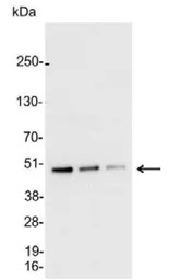 AU5 tag antibody