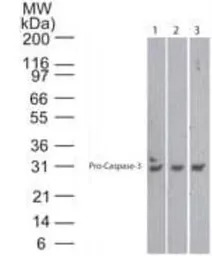 Caspase 3 antibody [31A1067]