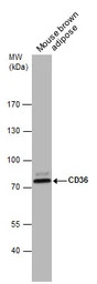 CD36 antibody [C1C3]