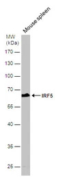 IRF5 antibody [N1C1]