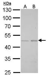SMAD5 antibody