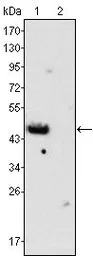 GATA4 antibody [6H10]