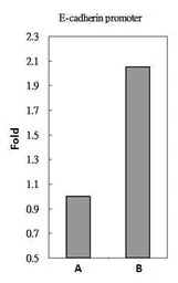 SMAD2 antibody
