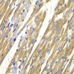 Tyrosinase antibody