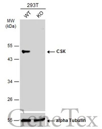 CSK antibody