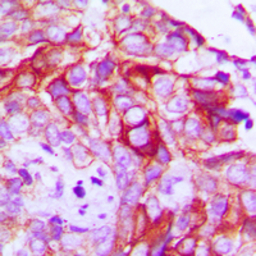 Ret (phospho Tyr1062) antibody