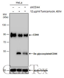 CD44 antibody