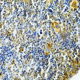 Glutaredoxin 1 antibody