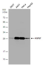 HSP27 antibody
