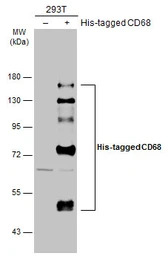 CD68 antibody