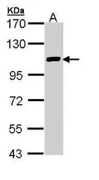 FOG2 antibody