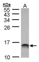 MIF antibody [N1C3]