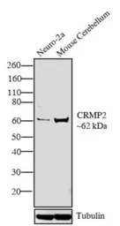 CRMP2 antibody