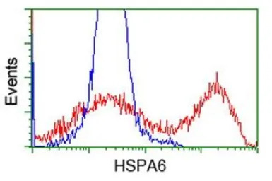 HSPA6 antibody [2C2]