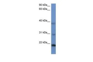 IMMP2L antibody, N-term