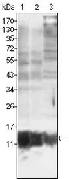 S100A10 antibody [4E7E10]