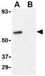 GPR44 antibody
