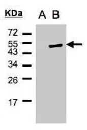 Cytohesin 1 antibody [N1C1]