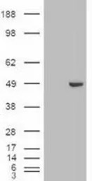 GATA4 antibody [9F9]