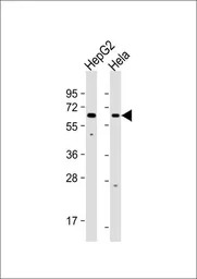 EHD1 antibody
