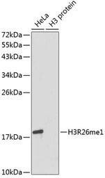 Histone H3R26me1 (mono-methyl 