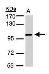 ABR antibody [C3], C-term