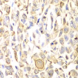 CD151 antibody