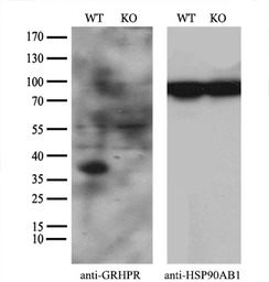GRHPR antibody [4H2]
