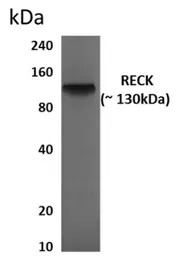 RECK antibody [9G19]