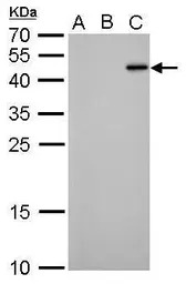 RFP antibody [GT1433]