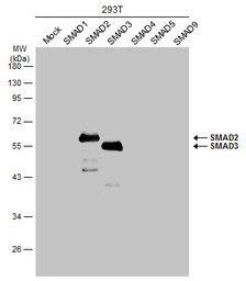 SMAD2 / SMAD3 antibody