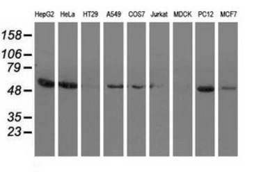 Syntrophin alpha 1 antibody [2