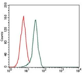Fibronectin antibody [2F4]