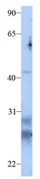 Claudin 13 antibody, C-term
