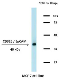 EpCAM antibody [323/A3]