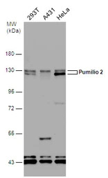 Pumilio 2 antibody [N1N2], N-t