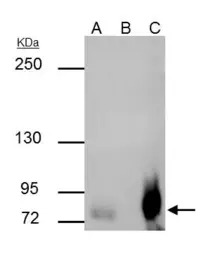 SP2 antibody