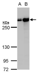 Filamin A antibody [C2], C-ter