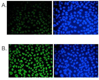 5-Methylcytosine / 5-mC antibo